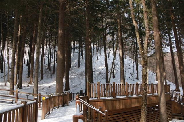 전북 무주 덕유산 자연휴양림에는 국내 최대 규모의 독일가문비나무 산책로가 펼쳐져 있다. 산림청 국립자연휴양림관리소 제공