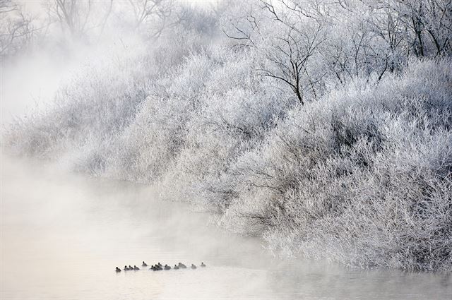 올 겨울 최강 한파에 춘천 소양강 상고대가 활짝 피어나 환상적인 풍경을 보여주고 있다.