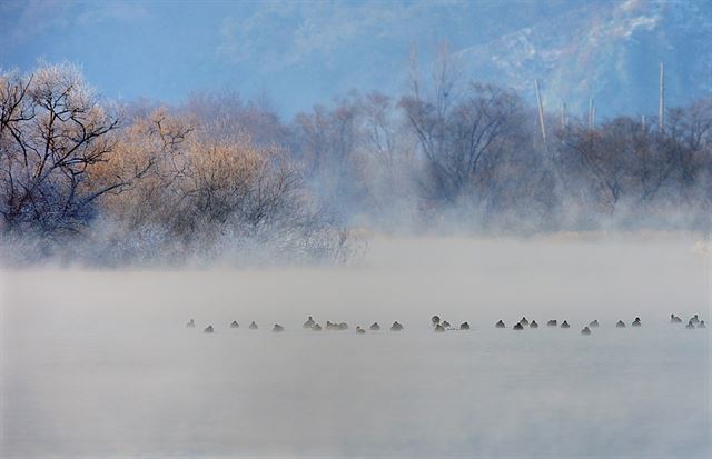 겨울 최강 한파에 춘천 소양강 상고대가 활짝 피어나 환상적인 풍경을 보여주고 있다.