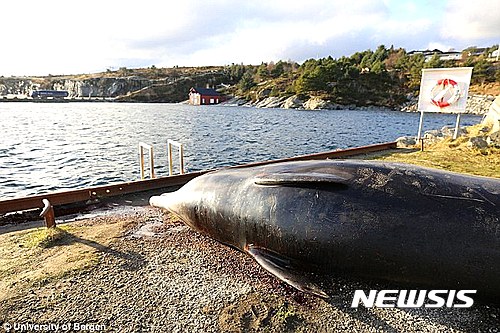 【서울=뉴시스】노르웨이 해역에서 발견된 고래 사체의 모습.(사진출처: 데일리메일) 2017.02.03.