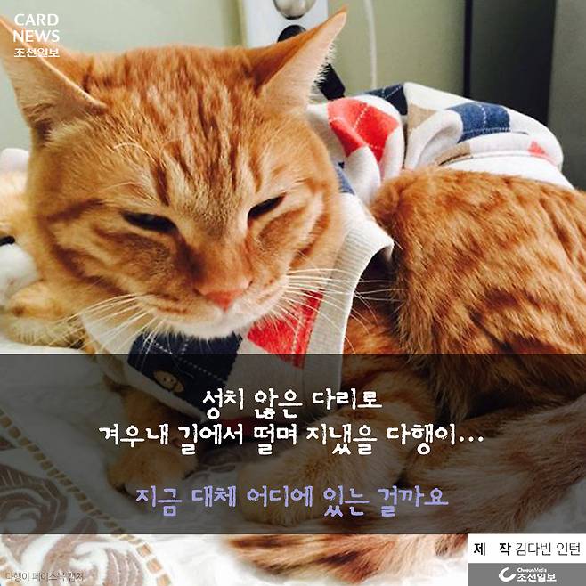  행방불명된 다행이를 찾습니다 | 인스티즈