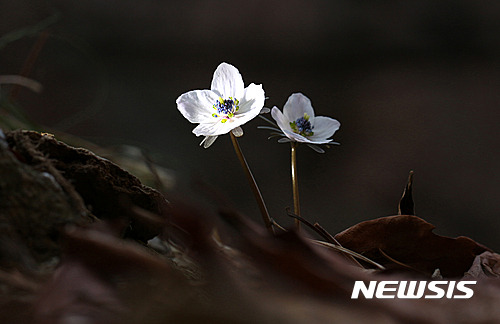 【서울=뉴시스】조수정 기자 = 14일 경기도 한 야산에서 봄꽃인 변산바람꽃이 땅을 비집고 나와 얼굴을 내밀고 있다. 2017.03.17.   chocrystal@newsis.com