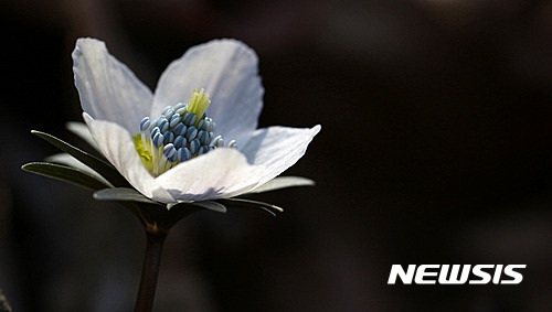 【서울=뉴시스】조수정 기자 = 14일 수도권 한 야산에서 봄꽃인 변산바람꽃이 땅을 비집고 나와 얼굴을 내밀고 있다. 2017.03.17.   chocrystal@newsis.com