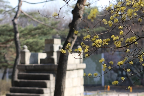 (서울=연합뉴스) 박상현 기자 = 창경궁 관천대에 핀 산수유꽃.