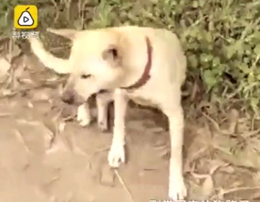 양 씨의 개는 무언가에 이끌린 듯 아이의 냄새를 맡고, 격렬하게 흙을 피헤치기 시작했다. (사진=피어비디오 캡쳐)