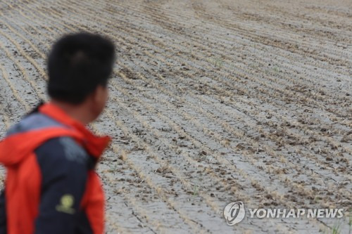 (무안=연합뉴스) 정회성 기자 = 7일 전남 무안군 운남면 구일간척지에서 농민이 가뭄에 말라죽은 모와 갈라진 논바닥을 바라보며 시름에 잠겨 있다