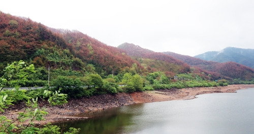 (화순=연합뉴스) 박철홍 기자 = 지난 3일 오후 전남 화순군 동복면 유천리의 야산이 우박 피해로 추정되는 원인으로 나무들이 고사해 갈색으로 변해 있다. 2017.7.4
