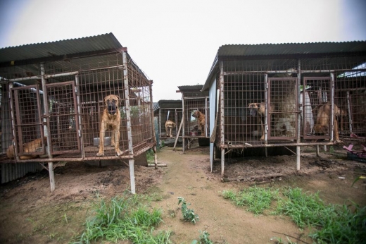 예산군의 농장에는 강아지를 포함해 총 149마리의 개가 우리에 갇혀있었다. (사진=더썬)