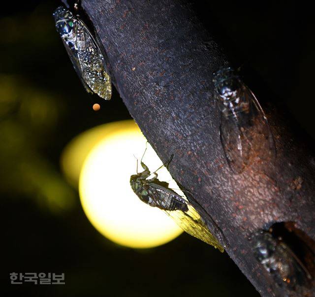 [170807-10-1] [저작권 한국일보]신상순의 시선 - 밤을 빼앗긴 매미의 비명. 2017.08.07 신상순 선임기자 /2017-08-07(한국일보)