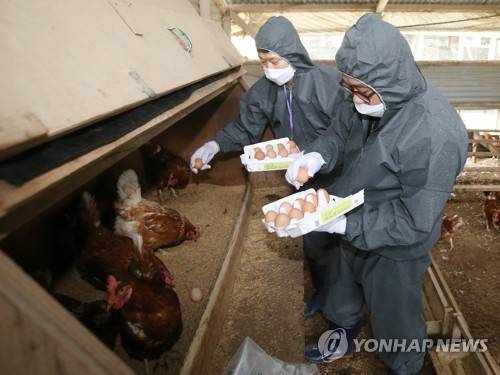 (화성=연합뉴스) 권준우 기자 = 15일 오후 경기도 화성시 향남읍의 한 산란계 농장에서 농림축산식품부 농산물품질관리원 검사요원들이 시료채취를 위해 계란을 수거하고 있다. 이날 경기 광주와 남양주의 산란계 농가에서는 '피프로닐(살충제)'과 '비펜트린(닭 진드기 퇴치제)'이 검출되면서 정부는 전국 모든 3천마리 이상 규모 농가에서 생산되는 계란 출하를 전격 중단하고 전수검사에 돌입했다. 3일 안에 전수 검사를 실시한 뒤 합격한 농장의 계란만 출하가 허용된다. 2017.8.15      stop@yna.co.kr
