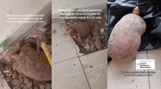 주택 바닥 아래에서 10년 넘게 갇혀 있다 발견된 거북 [SNS 캡처]