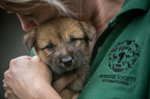 휴메인 소사이어티 인터내셔널의 일원이 개고기 농장에서 구한 강아지에게 온기를 나눠주고 있다. (사진=더썬)
