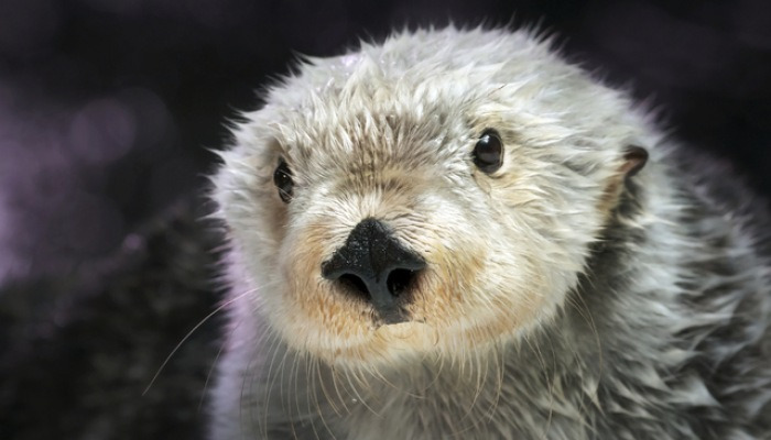 인기 만점 수달 '브룩' 美 수족관서 숨져