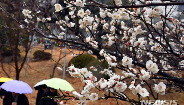 봄 재촉하는 비 맞은 매화