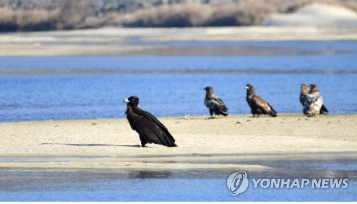 금강 찾은 독수리와 흰꼬리수리