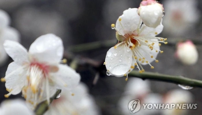 봄소식 전하는 매화