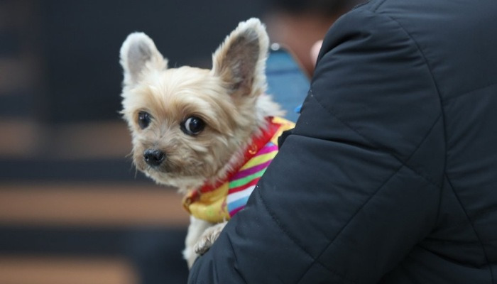 색동 한복 입은 애견