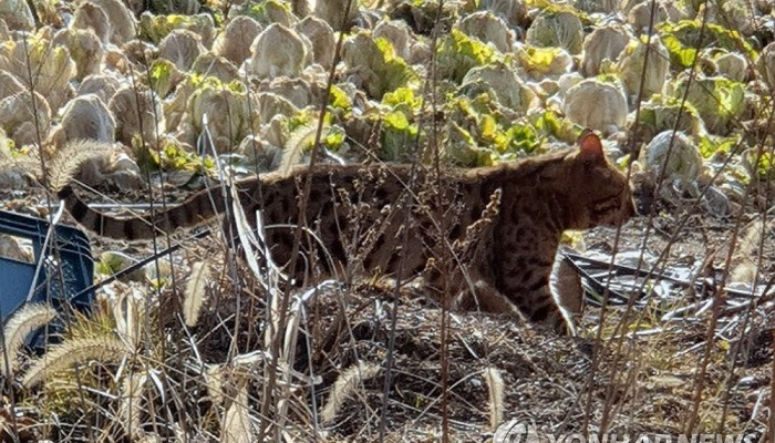 서천에서 발견된 멸종위기 야생동물 '삵'