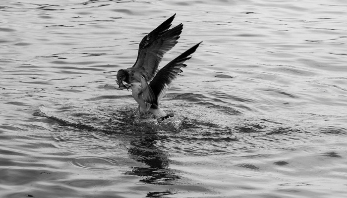 [포토친구] 갈매기