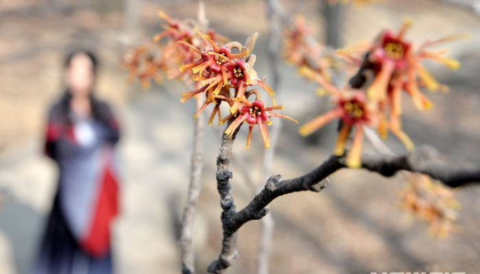 봄 재촉하는 풍년화
