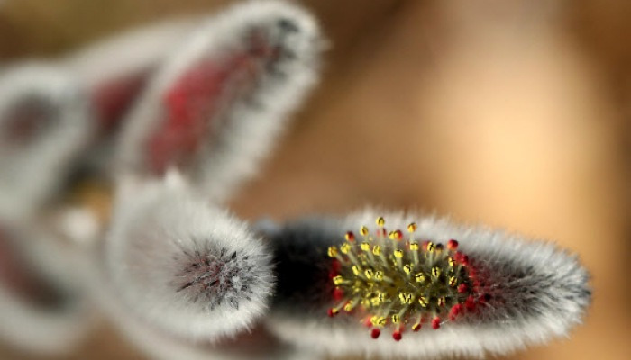 봄을 기다리며.. 하얀 솜털 내민 버들강아지