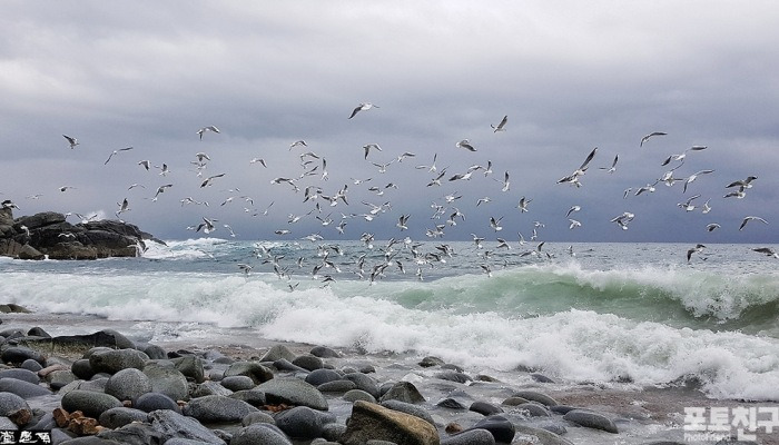 [포토친구] 갈매기야 놀자