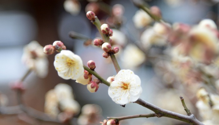 겨울에 활짝 핀 봄의 꽃 '매화'