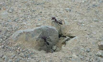 [와우! 과학] 사막 개미의 길찾기 비결..알고보니 '생체 나침반'