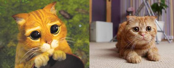 '포켓몬스터' 로켓단 소속 악당 고양이 나옹과 '란마1/2'에서 물이 닿으면 고양이로 변하는 샴푸의 모델 묘종은 샴이다.(사진출처 구글)© News1