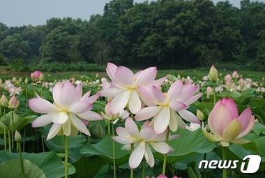 © News1