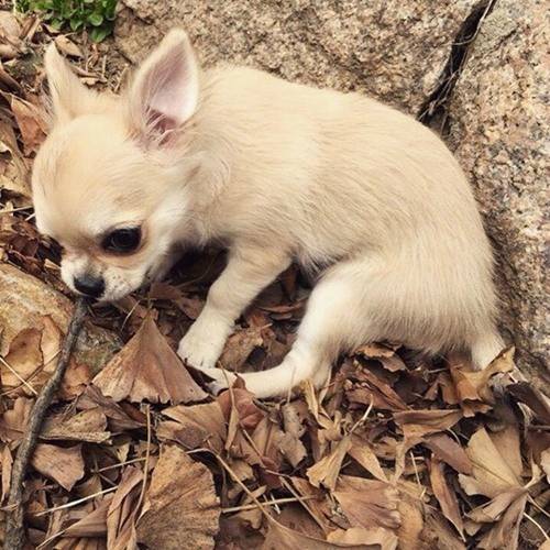 삼시세끼 밍키출처:/tvN 공식 인스타그램