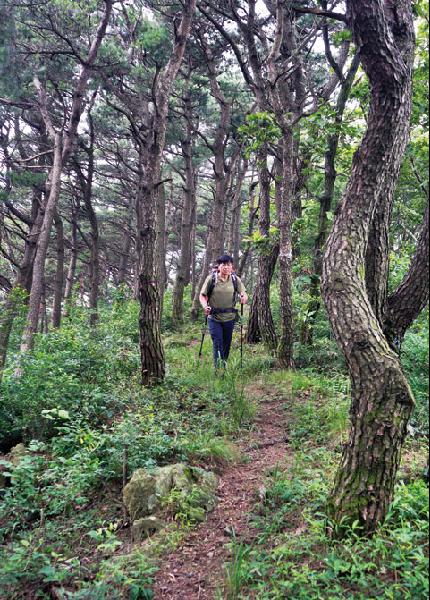 [월간산]미산령에서 시작하는 능선 길의 소나무 숲. 이 길은 낙남정맥 종주길이기도 하다.