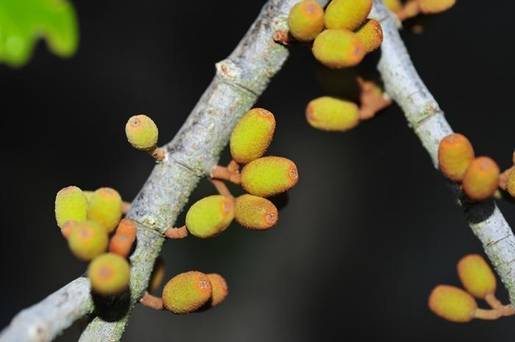 참나무겨우살이의 열매