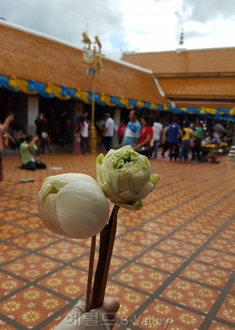 <치앙마이 도이수텝 사원> 기부(Donation)를 통해 얻은 꽃