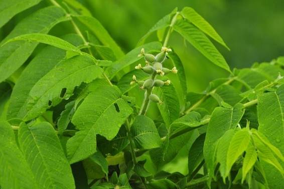 가래나무의 암꽃차례(노란색)