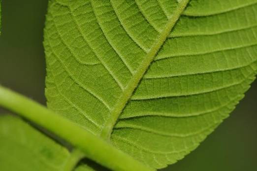 가래나무의 잎 뒷면