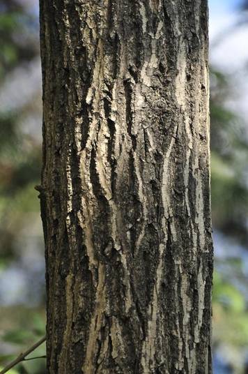 가래나무의 나무껍질