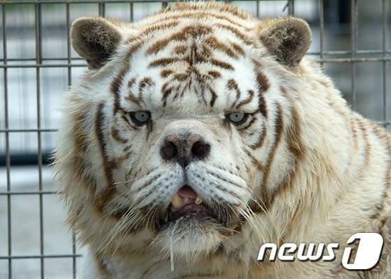 미국 아칸소주 '터펜타인 크릭 야생동물보호지구'의 백호 '케니(Kenny)'.  (터펜타인 크릭 야생동물보호지구)