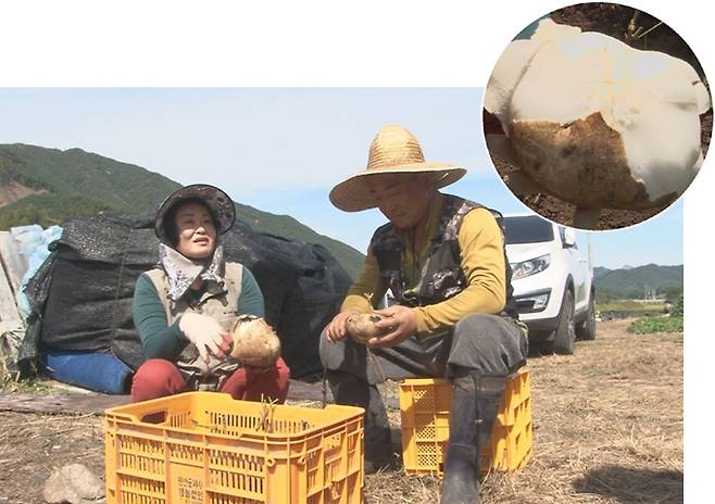 히카마를 수확하는 임강환 씨 부부. 히카마는 무와 배의 중간 맛이다.