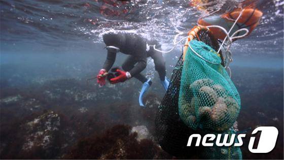 제주해녀가 물질하는 모습.© News1