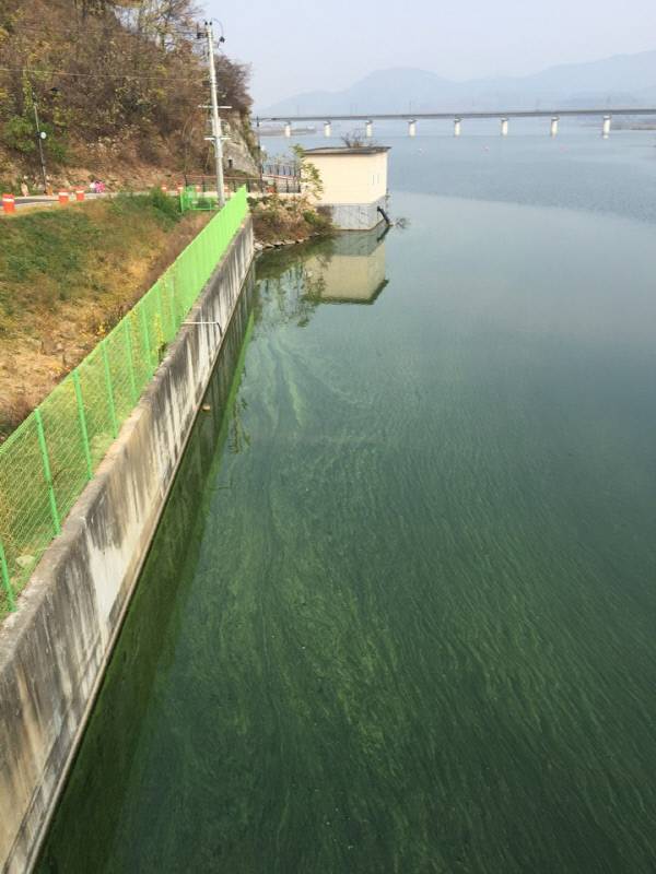 경북 구미시의 낙동강 칠곡보에 지난달 6일 녹조로 때문에 짙은 녹색 물감처럼 변한 물이 저장돼 있다.  | 대구환경운동연합