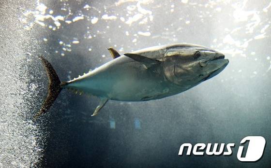 참치. © AFP=뉴스1