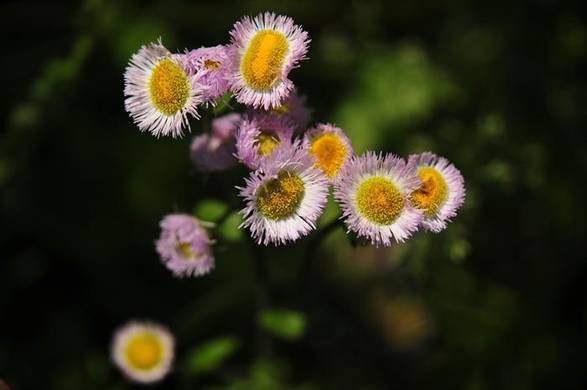 봄망초(혀 모양 꽃이 개망초보다 많다)
