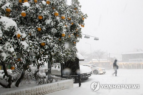 (제주=연합뉴스) 김승범 기자 = 23일 제주도 산간은 물론 시내에도 많은 눈이 내린 가운데 제주시 아라동 길가를 사람들이 지나고 있다. 2016.1.23     bjc@yna.co.kr