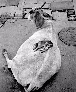 내달 28일까지 서울 팔판동 공근혜갤러리에 전시되는 핀란드 사진작가 펜티 사말라티의 1999년작 ‘소 위의 강아지’.  나일랴알렉산더갤러리 제공