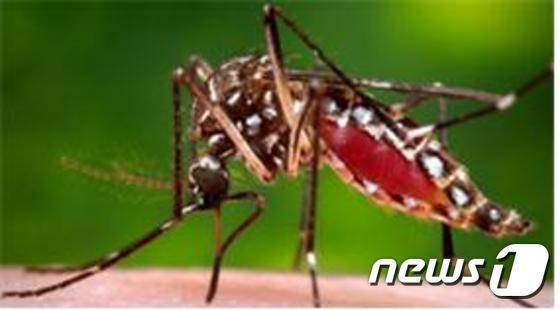 지카바이러스를 옮기는 모기./© News1
