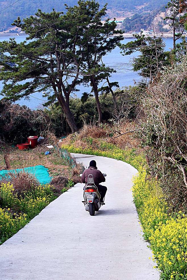 거문도 주민이 유채가 피어난 길을 오토바이로 달리고 있다.