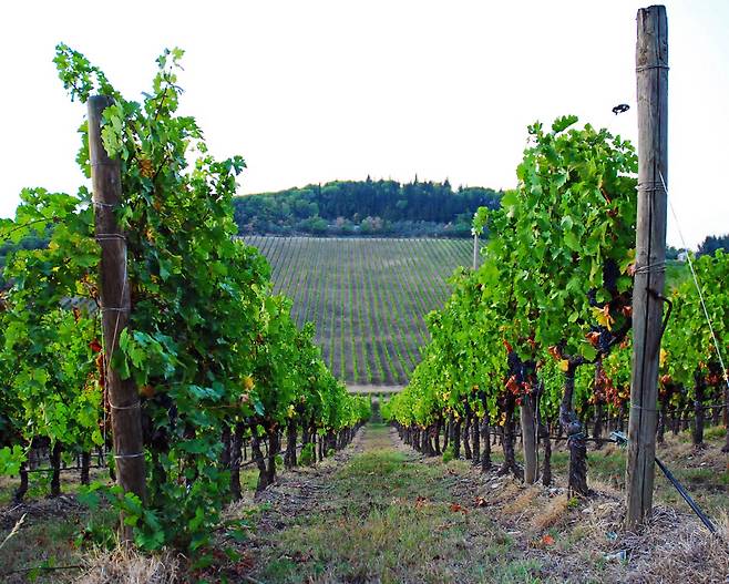 구릉을 따라 펼쳐진 토스카나의 포도밭.