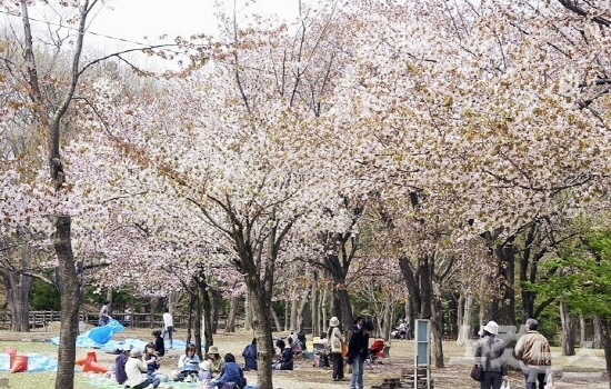 홋카이도 마루야마공원. (사진=재패니안 제공)