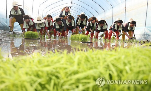 입춘 앞두고 올해 첫 모내기      (이천=연합뉴스) 홍기원 기자 = 1일 오후 경기도 이천시 호법면 안평리 비닐하우스 논에서 조병돈 이천시장을 비롯한 참석자들이 올해 첫 모내기를 하고 있다. 이날 모내기에 사용된 벼 품종은 극조생종 진부올벼로 6월 말쯤 수확 예정이다. 2016.2.1      xanadu@yna.co.kr